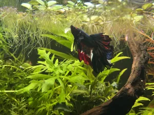 Už vypadá jako jiná ryba, ale je to stále stejná betta, jen znatelně změnil barvu :)