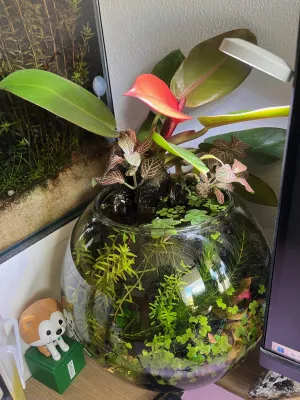 krevetky mají potomstvo, filodendron prospívá :)