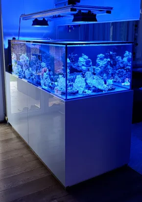 Peninsula Reef