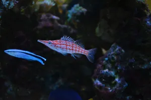 Oxycirrhites typus