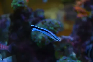 Labroides dimidiatus