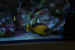 Acanthurus Pyroferus