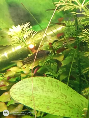 Porovnání velikostí 11.12.2025