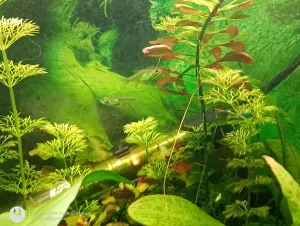 Konečně nějaká fotka razborky kubotai