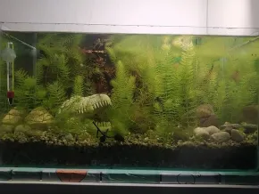 HF
