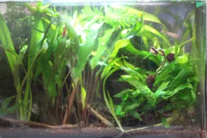 trochu to  zarostlo :)