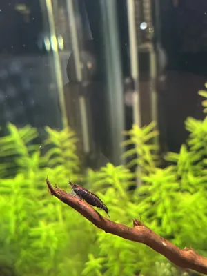 27.4 přidány neocaridina red onyx krevetky (15ks)