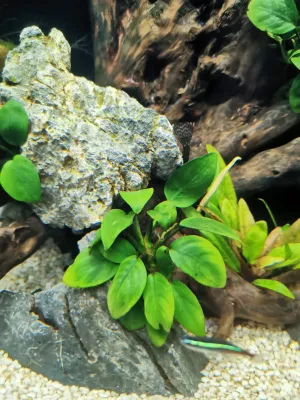 Blednutí listů Anubias