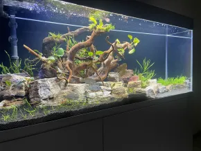 HF