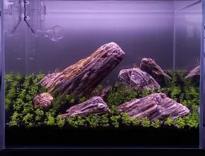 HF HF