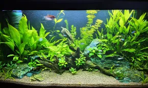 *Johnyho Pisces* ♓