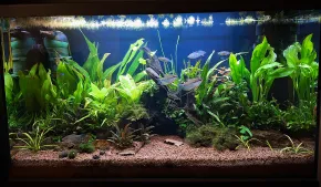 *Johnyho Pisces* ♓