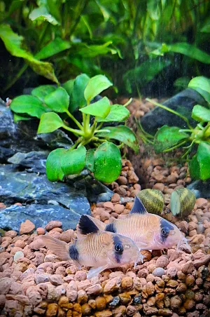 Panďáci, prví obyvatelia akvária. :)