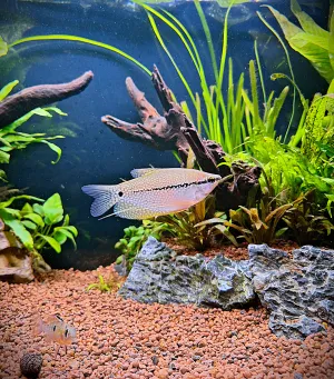 Perleťky sú splnený sen, vďačné a krásne ryby. Len trošku lakavejšie.