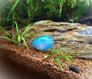 Samček T.Lalia - Cobalt Blue