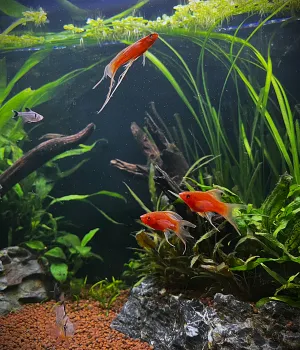 Spestrili akvárium. :)