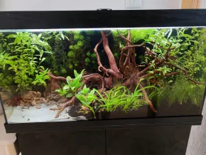 HF HF
