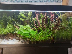 13.8. Jungle 13.8. Jungle