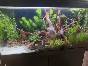 Biofilm Biofilm