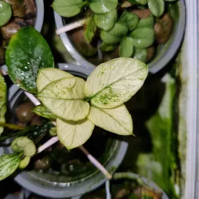 Emerzni pestirna rostlin