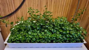 Lobelia Cardinalis "mini"