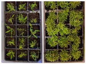 Pogostemon Helferi, 1 mesic od vysadby Pogostemon Helferi, 1 mesic od vysadby