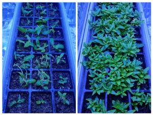Staurogyne Repens, 1 mesic od vysadby Staurogyne Repens, 1 mesic od vysadby