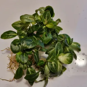 Anubias Nana "Stardust"