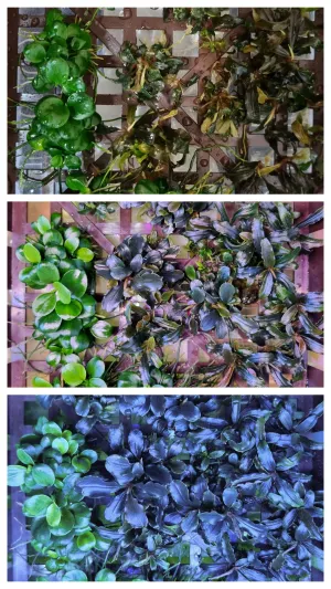 2 mesice progres. Anubias mini coin a bucephalandra