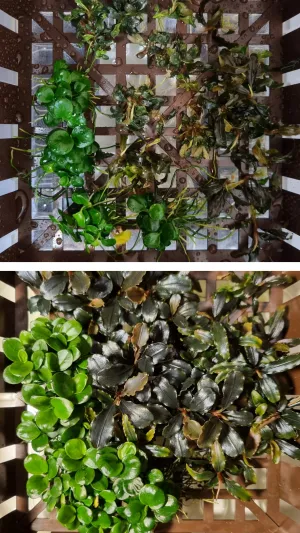 4 mesice progres. A.mini coin & B.mini red