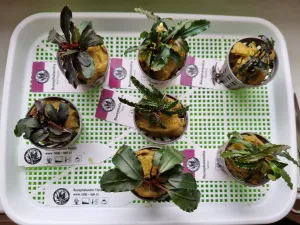 Dorazily Bucky od Rataje, snad se jim bude darit