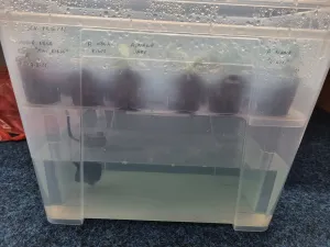 Flood&drain v ikea boxech. Anubiasy & Schismatoglottis