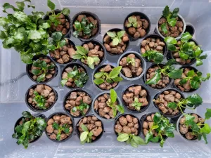 4 typy Anubiasu & Schismatoglottis