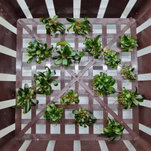 Buce Serimbu Brown z Hornbachu :) 2 in-vitro kelimky. 14.4g dohromady. Pry roste "rychle", tak jsem zvedavej