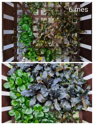 6 mes progres z in-vitro. B.mini red & A.mini coin