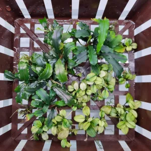 Buce Green Wavy a Anubias Panda White se zacinaji chytat