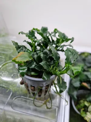 Anubias Mini Kirin