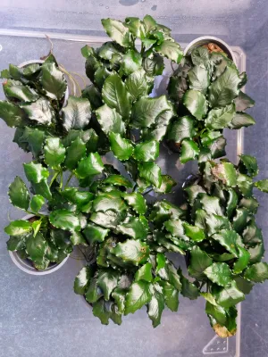 Anubias Kirin se hezky rozrostl, cas na mnozeni