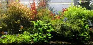 Drobna uprava aquascapu Drobna uprava aquascapu