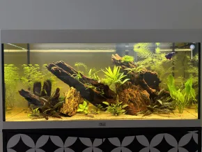 HF