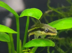 Spangbob