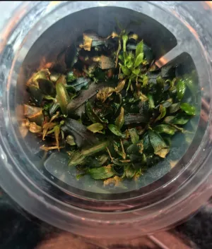 B. Kedagang