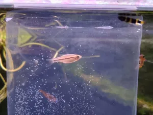 skoro bych řekla nějaká razbora