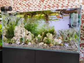 80cm pro živorodky