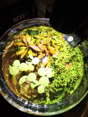 Alternanthera Reineckii mini a Micranthemum Monte Carlo