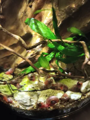 Někteří z okružáků už mají skoro centimetr Někteří z okružáků už mají skoro centimetr