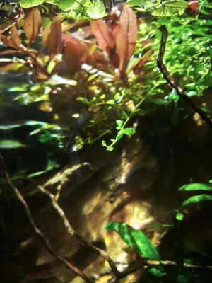 Monte Carlo se natahuje do volného prostoru Monte Carlo se natahuje do volného prostoru