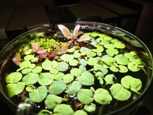 Plevuňka si nad hladinou vytvořila emerzní listy