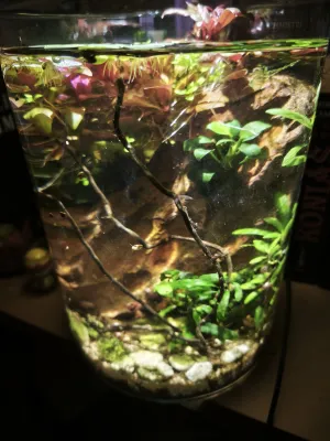 Plevuňka nad hladinou