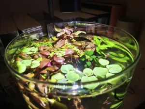 K hladině se tlačí další stvol plevuňky